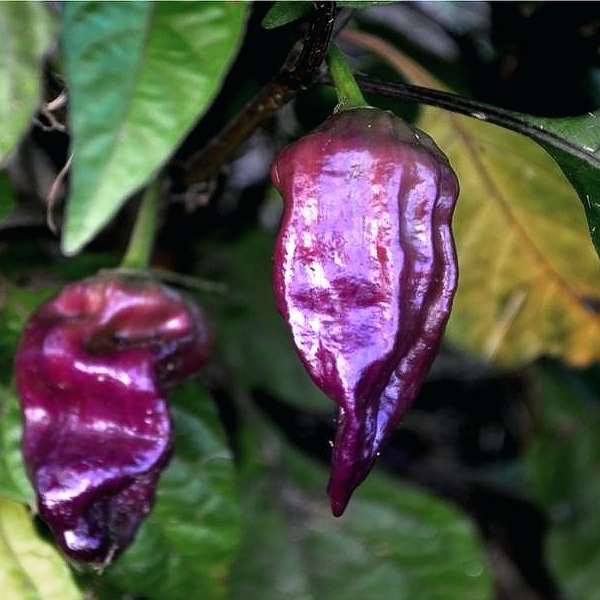 Bhut Jolokia Purple